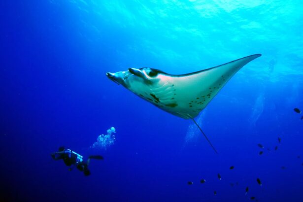 manta ray gliding over a scuba diver in open water