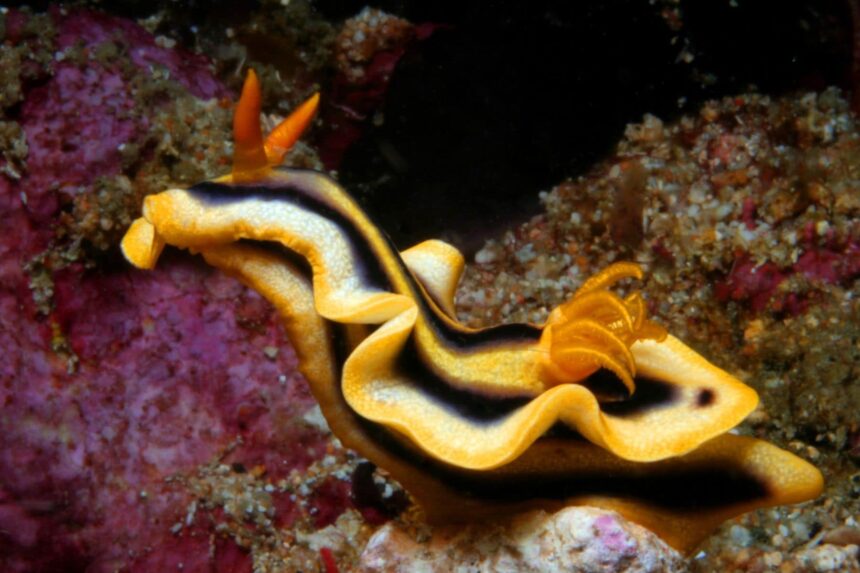 yellow and black striped nudibranch crawling across the reef