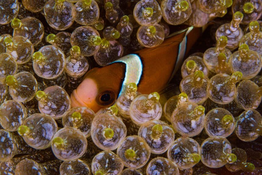 anemonefish peeking out from anemone tentacles