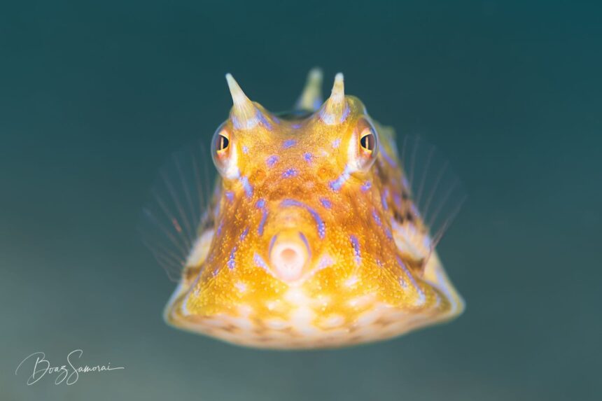 close-up of a horned cowfish's face underwater