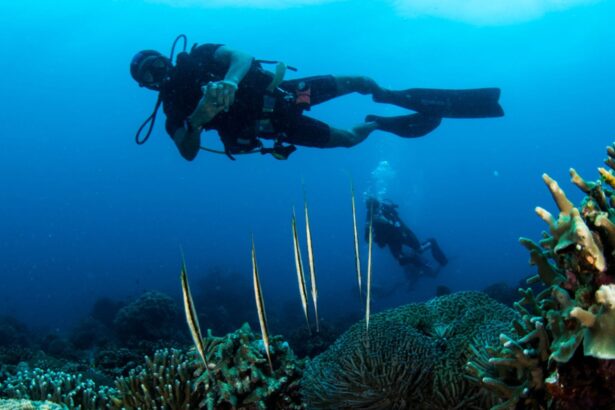 diver hovering above needlefish and coral with a second diver in the background