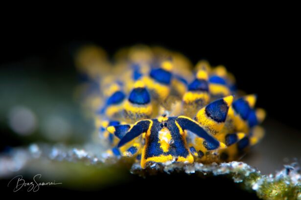 blue and yellow nudibranch photographed close up on the reef