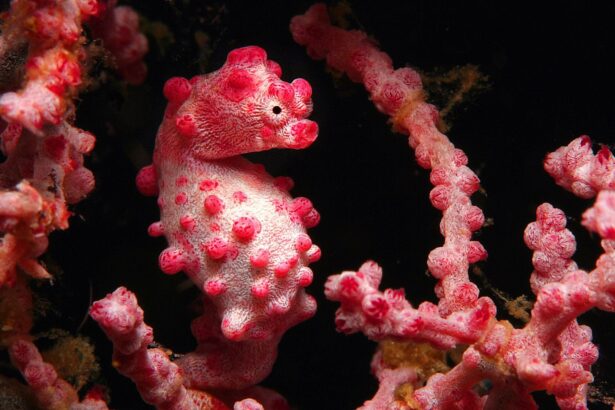 pink pygmy seahorse camouflaged on soft coral