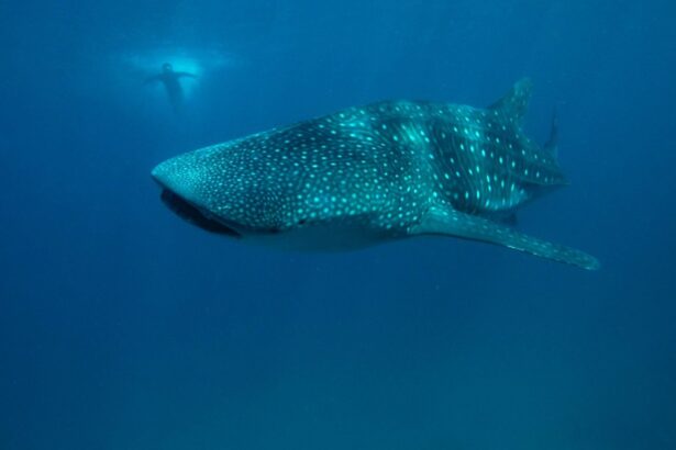 whale shark swimming past with a diver visible in the distance