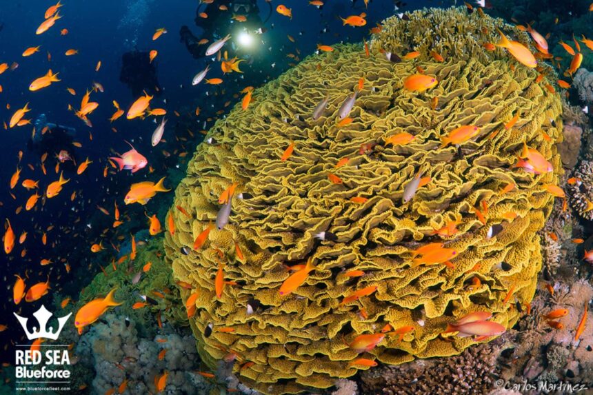 school of orange anthias swarming a yellow coral formation with a diver above