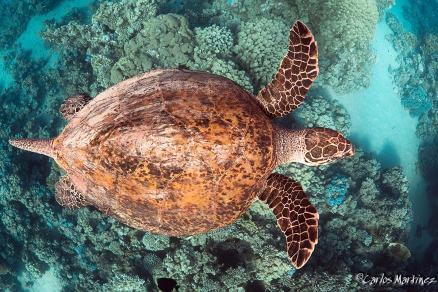 hawksbill turtle swimming over the reef, viewed from above