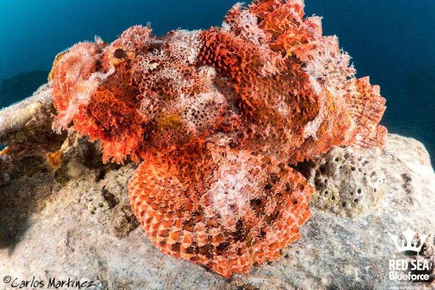 scorpionfish camouflaged against a rocky reef