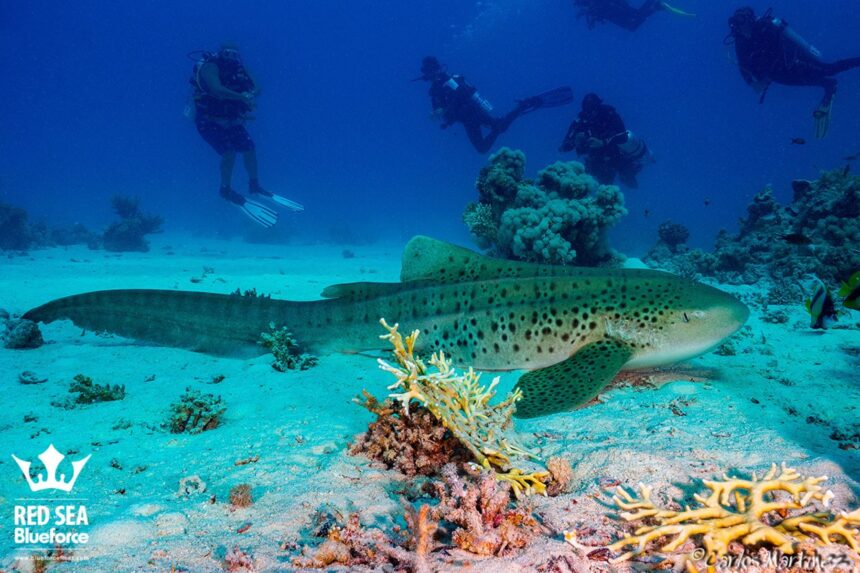 zebra shark resting on the sand as divers look on from above