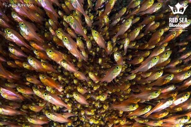 A dense school of small red and gold fish clustering over a Red Sea reef