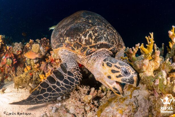 A hawksbill turtle resting on a coral reef at night in the Red Sea