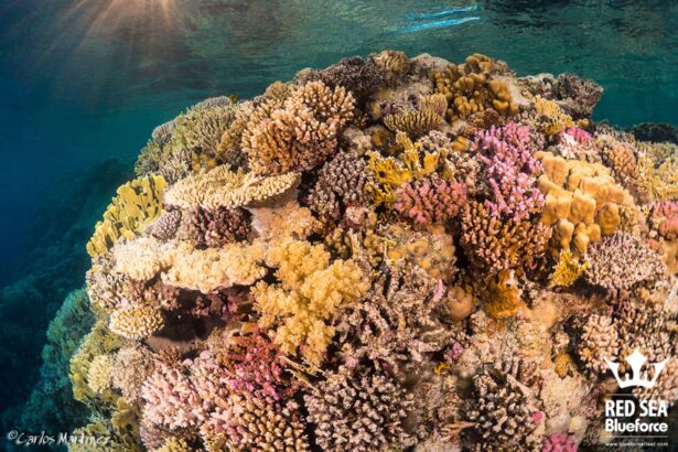 Sunlight streaming over a colorful coral reef bommie in the Red Sea