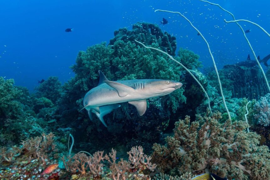 A whitetip reef shark cruises over coral near a M/Y Resolute dive site