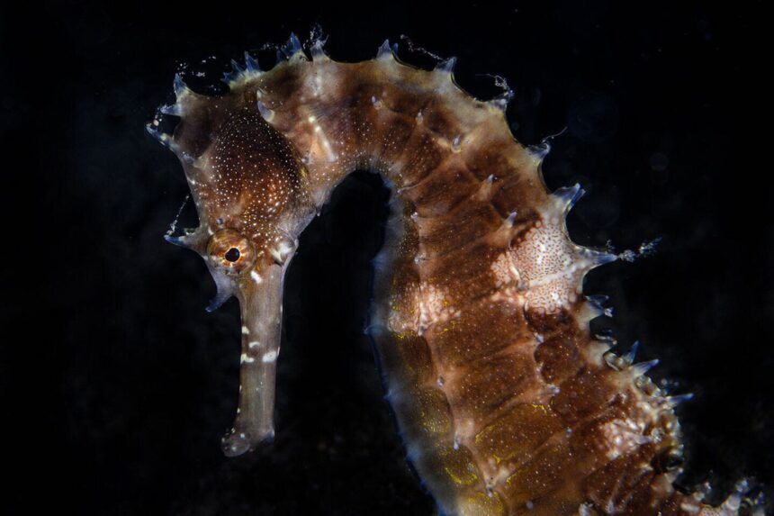 A close up of a seahorse clinging to the reef at a M/Y Resolute dive site