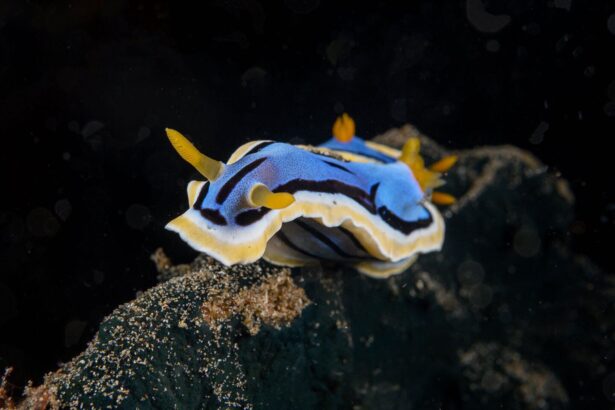 A colorful Chromodoris nudibranch crawling on the reef