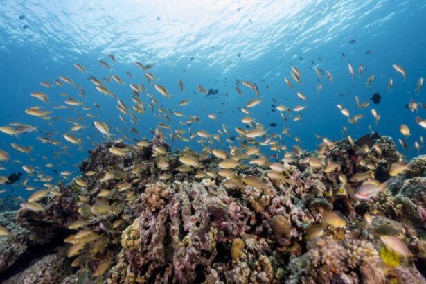 A school of fish swims over a coral reef at a M/Y Resolute dive site