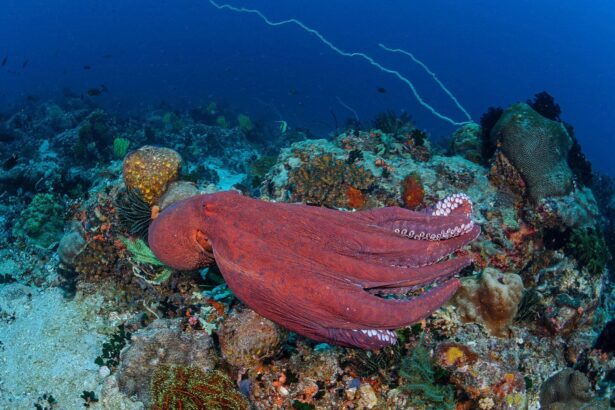 An octopus crawls over a coral reef at a M/Y Resolute dive site
