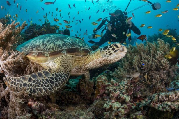 Green sea turtle resting on a coral reef as a diver looks on nearby