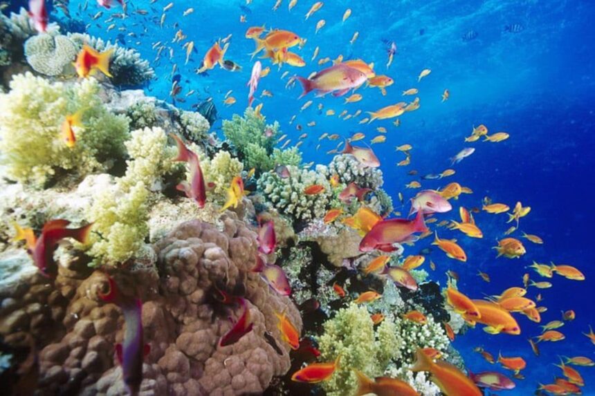 School of orange anthias fish swarming over a coral reef