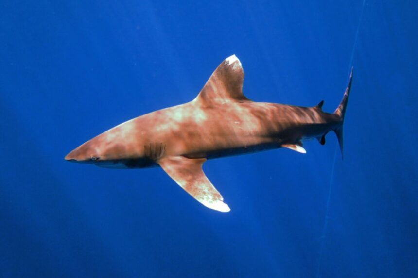 Gray reef shark cruising through open blue water