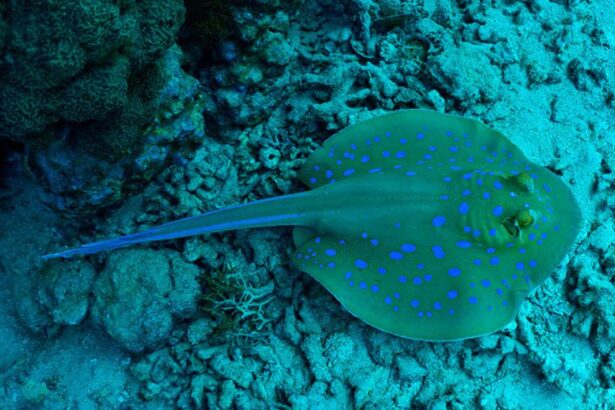 Ray gliding over the sandy seabed near the Golden Dolphin IV dive sites