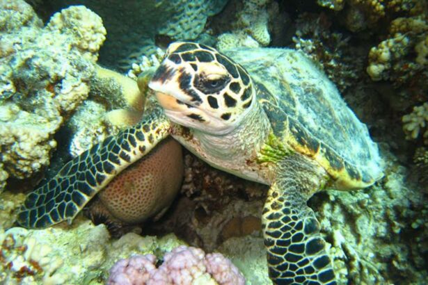 Sea turtle swimming near the Golden Dolphin IV dive sites