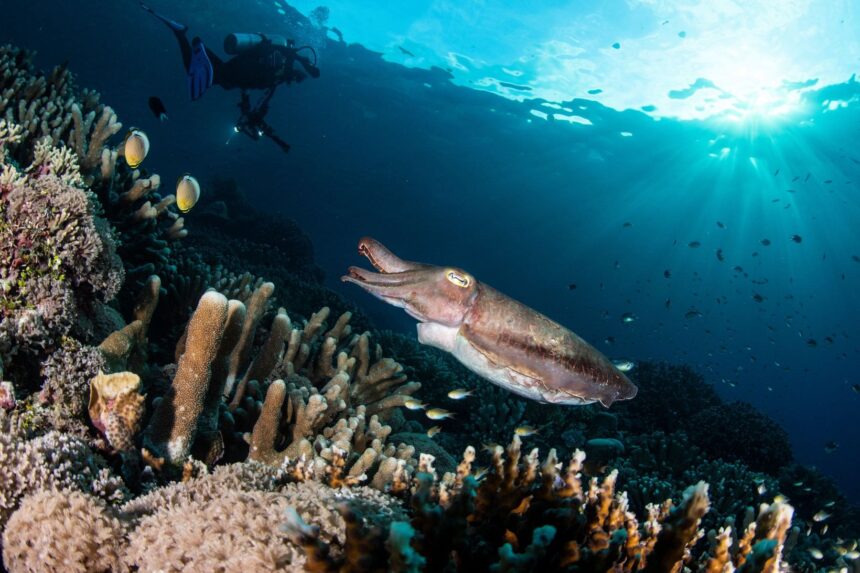 Diving The Solomon Islands Cuttlefish Cuttlefish are sometimes seen hiding amongst the lush coral. (Photo by Fletcher Forbes)
