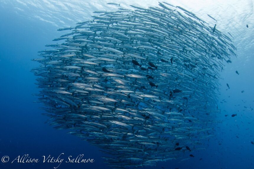 Diving The Solomon Islands Barracudas Barracuda Point is home to one of the largest schools of barracudas imaginable. (Photo by Allison Vitsky Sallmon)