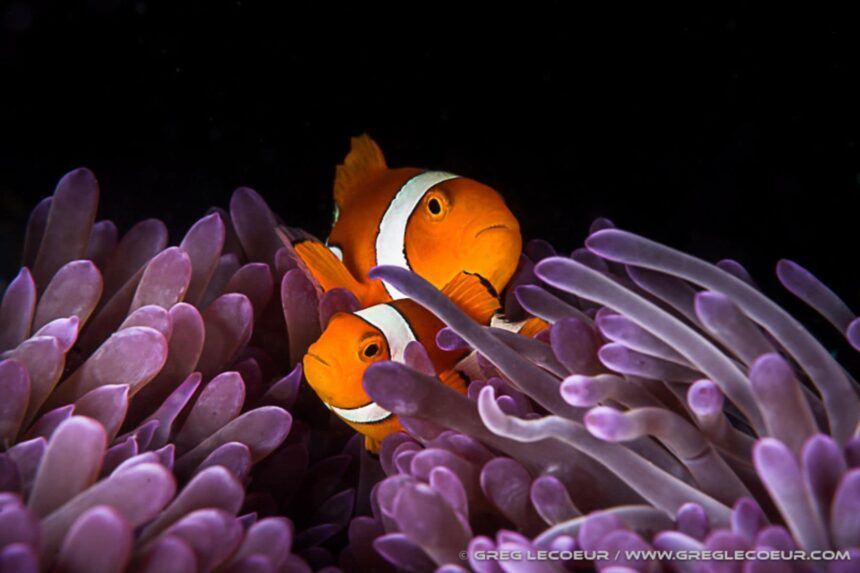 Diving The Solomon Islands Clownfish Not only are the anemonefish diverse in the Solomons but so are the anemones themselves, coming in an array of colors and shapes. (Photo by Greg Lecoeur)