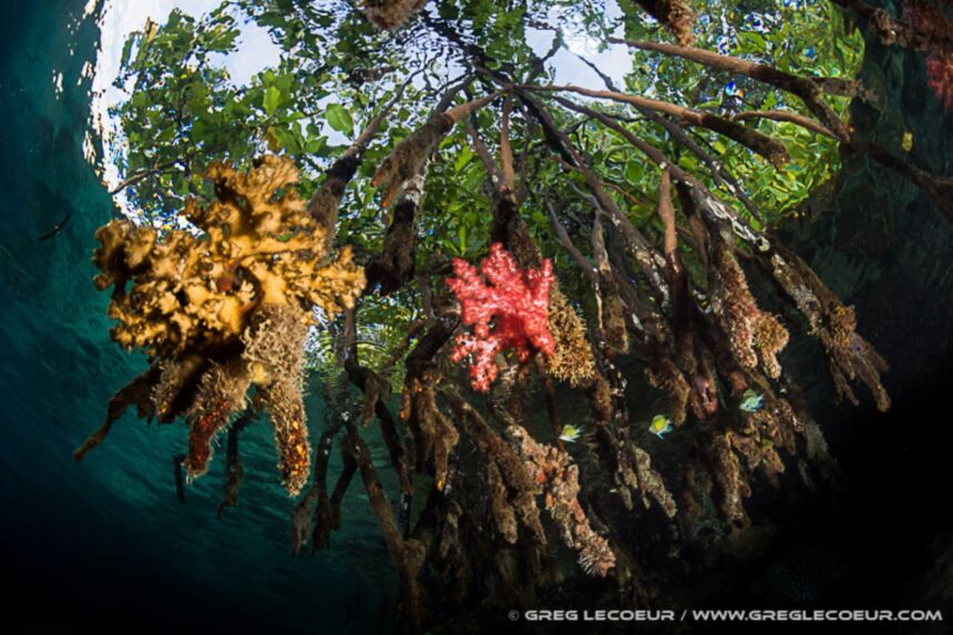 Diving The Solomon Islands Mangroves The mangroves at White Beach are home to lots of life, including soft coral and archer fish. (Photo by Greg Lecoeur)