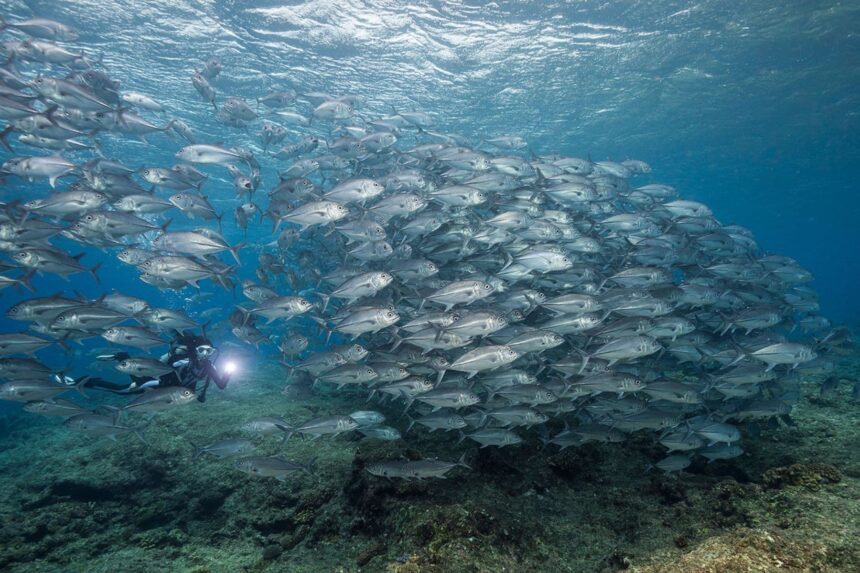 Diving The Solomon Islands School Of Jacks Mary Island has some amazing schools of jacks as well as barracudas. (Photo by Matt Smith)