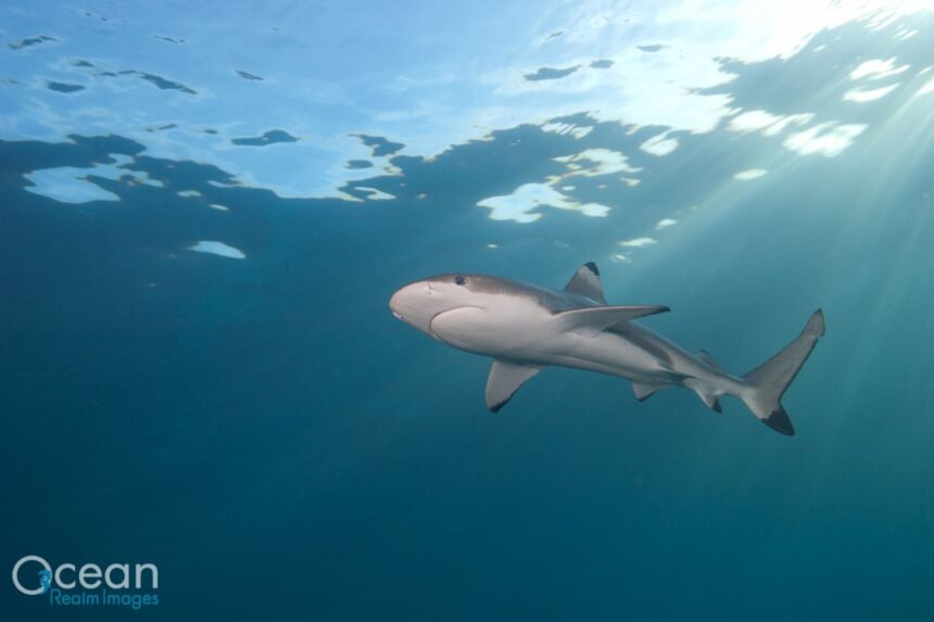 Diving The Solomon Islands Black Tip Sharks are a common site on the reefs. (Photo by Richard Smith)