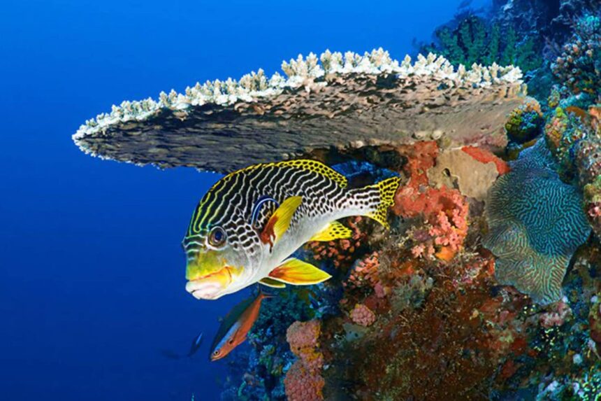 A diagonal-banded sweetlips sheltering under a coral table on a Red Sea reef