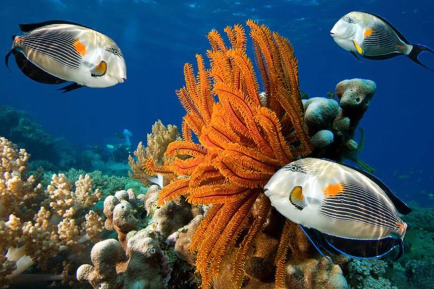 Three sohal surgeonfish swimming around orange soft coral on a Red Sea reef
