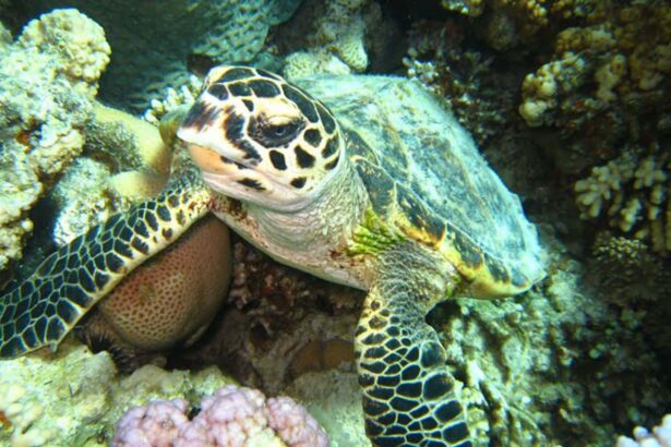 A hawksbill turtle resting among coral on a Red Sea reef