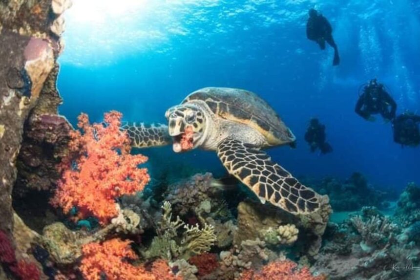 A hawksbill turtle feeding on orange soft coral with divers in the background