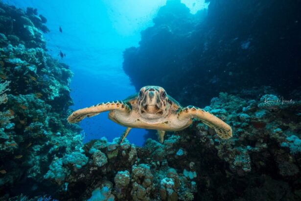 A hawksbill turtle swimming directly toward the camera over a reef