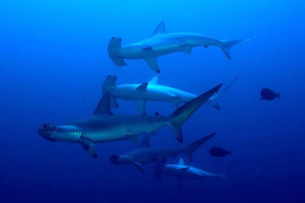 school of hammerhead sharks cruising in open blue water