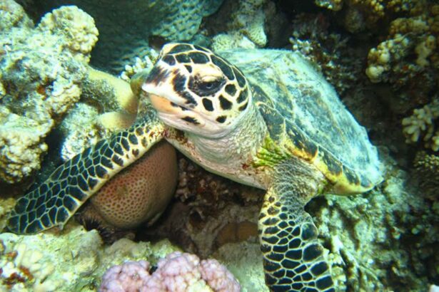hawksbill turtle resting among coral