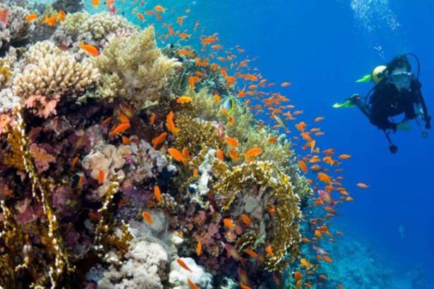diver swimming alongside a coral reef bustling with orange anthias