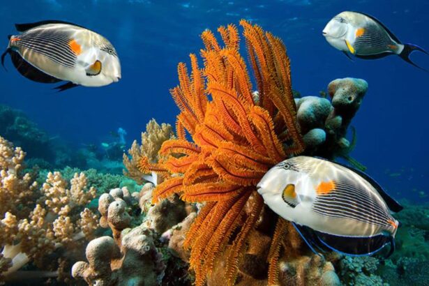 butterflyfish swimming past an orange crinoid on the reef