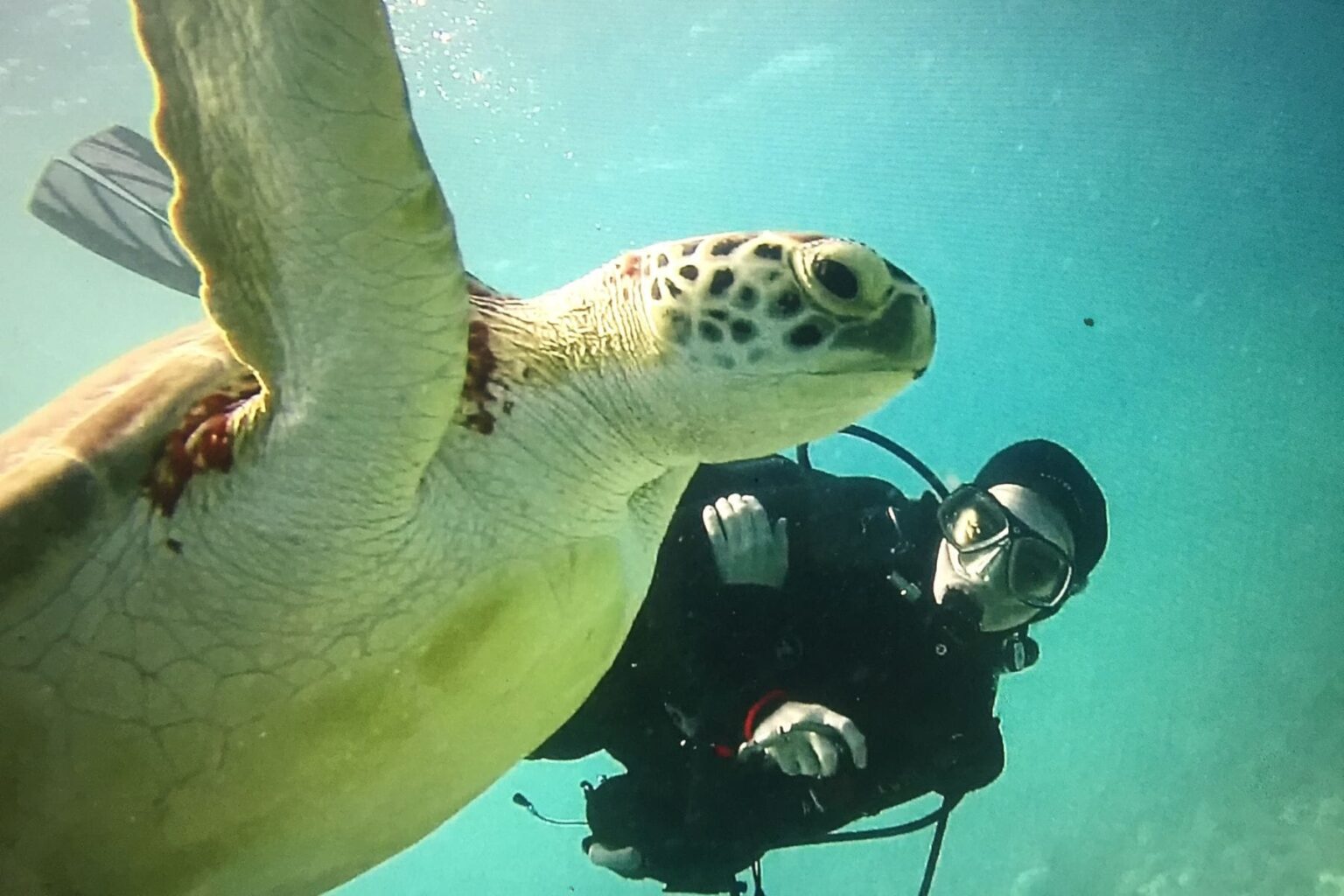 diver face to face with a green sea turtle underwater