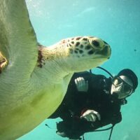 diver face to face with a green sea turtle underwater