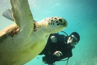 diver face to face with a green sea turtle underwater