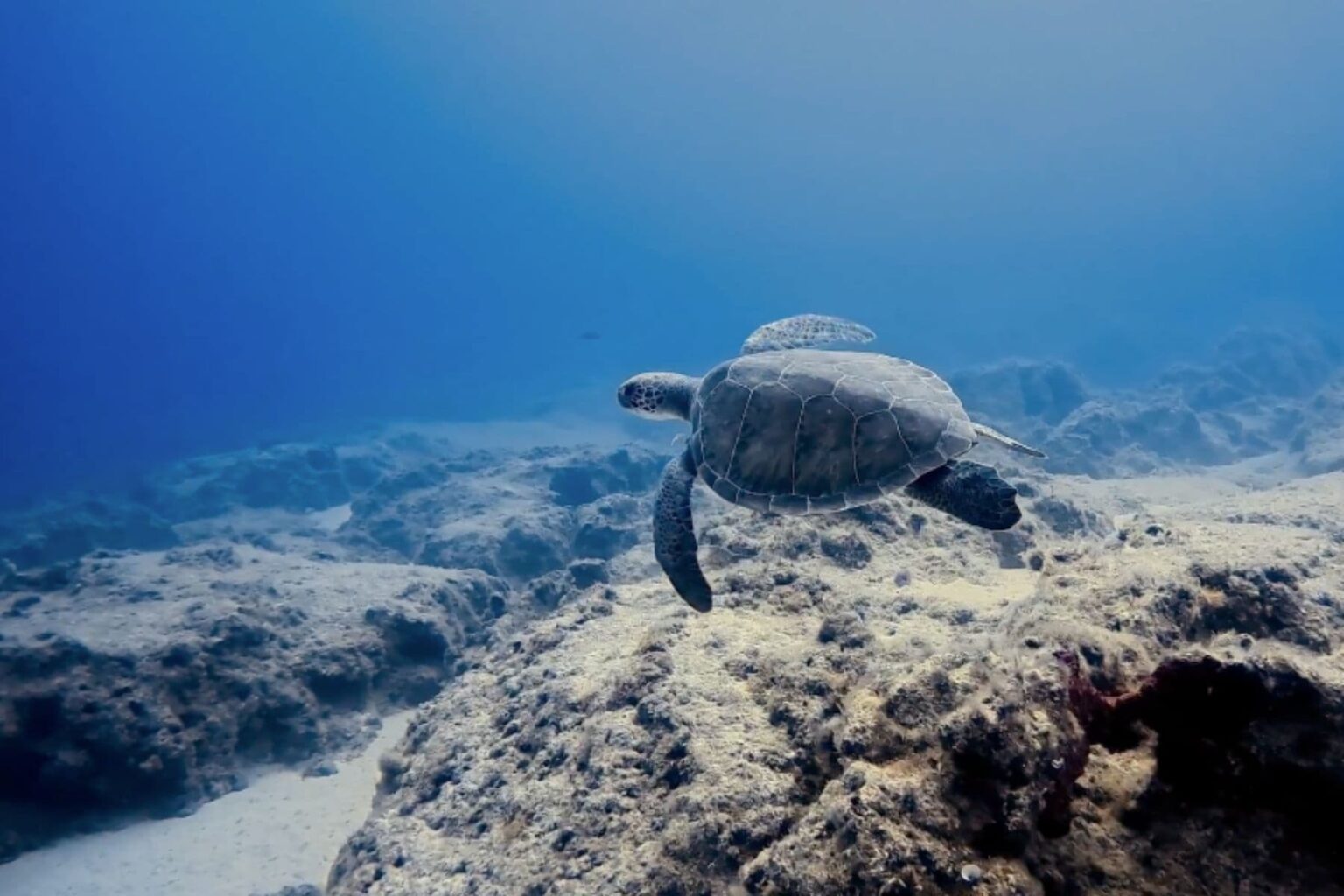Sea turtle gliding over a rocky reef in clear blue water off Turkey