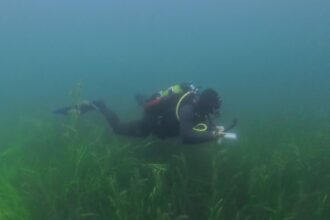 DIVEIN tester finning over a seagrass bed in the Apeks ThermiQ 5 mm wetsuit