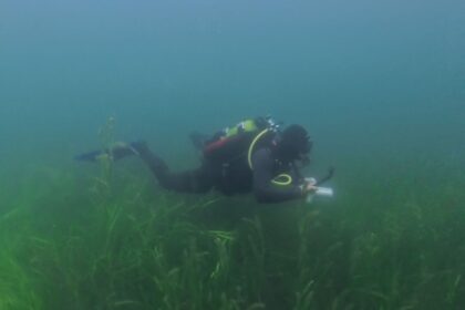DIVEIN tester finning over a seagrass bed in the Apeks ThermiQ 5 mm wetsuit
