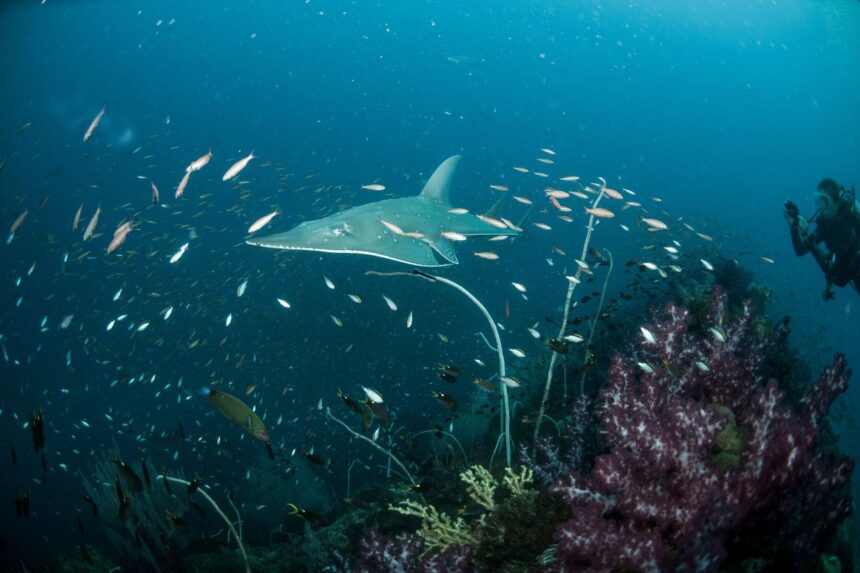 Worlds Top 10 Wreck Dives Yongala Typical visitors to the Yongala include guitarsharks, manta rays, and potato cod. (Image courtesy of Yongala Dive)