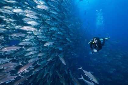 Diver hovering beside a dense wall of silvery jacks at Cousins Rock in the Galapagos