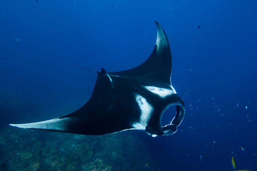 Diving In The Galapagos Kicker Rock Manta Manta rays are known to pass by Kicker Rock.