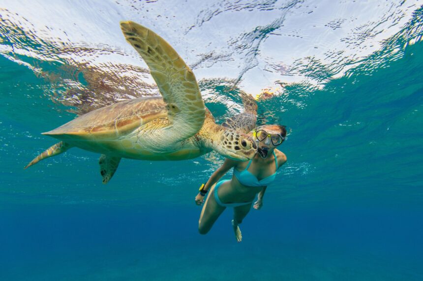 Where To Snorkel In Egypt Turtle Snorkeling in the Red Sea is world-class thanks to its extraordinary clarity, vibrant reefs, and abundant marine life.